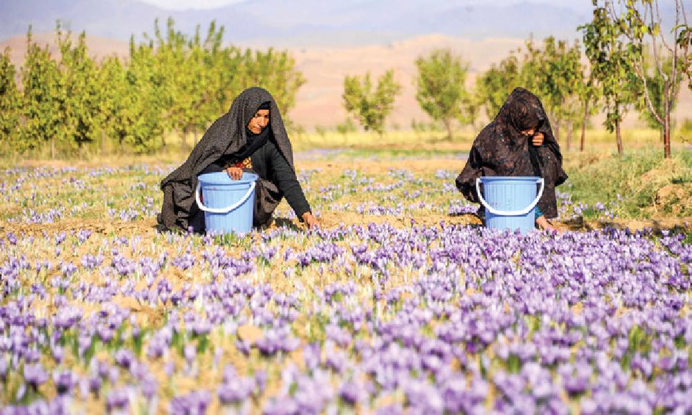 زعفران افغانستان خریداران جهانی را جذب می‌کند و قرارداد چند میلیون دلاری به دست می‌آورد